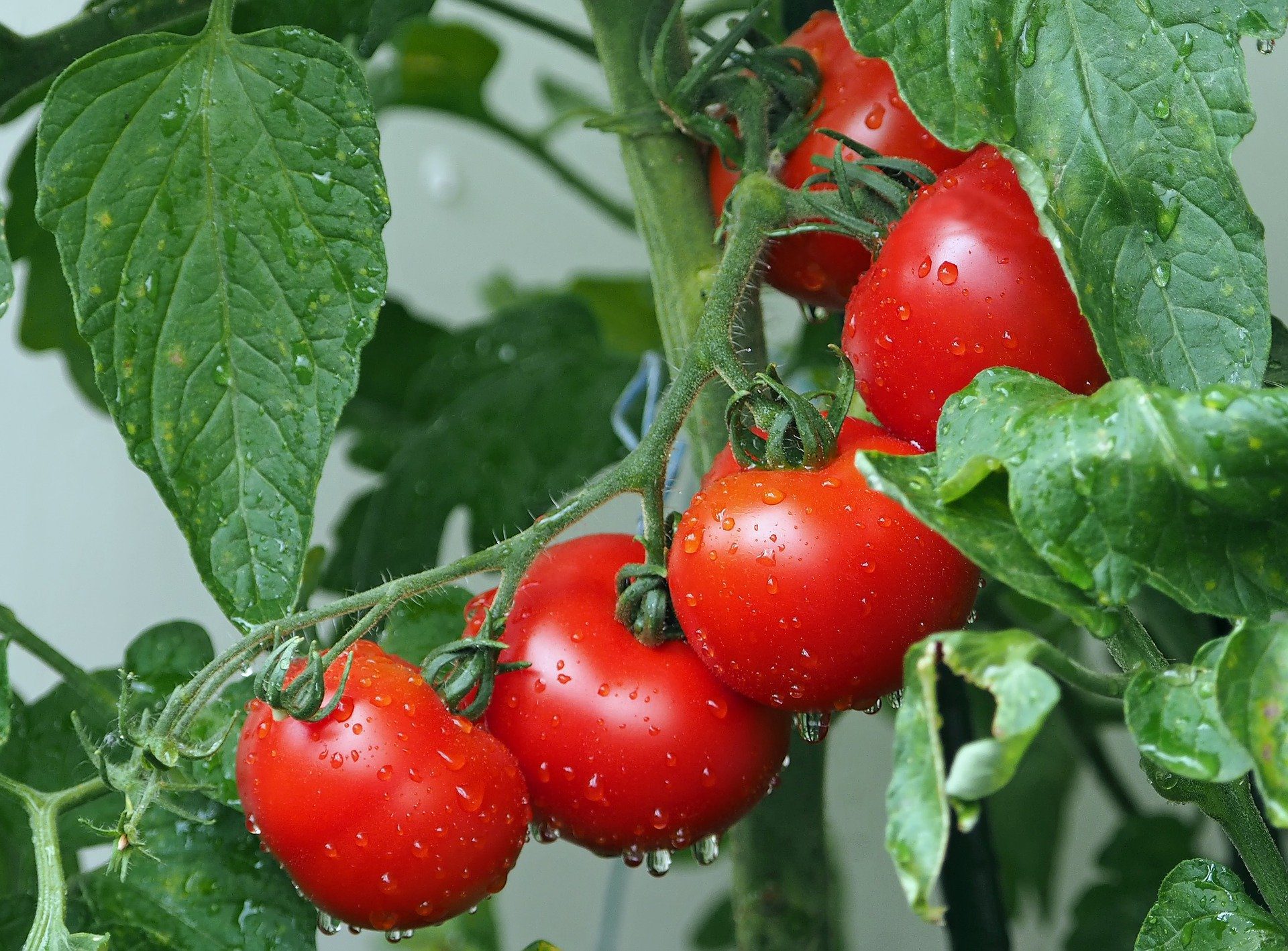 tomate conheca os beneficios para sua saude